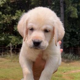 Douglas - Yellow male Labrador Retriever puppy in Texas from Belle Rose Labradors