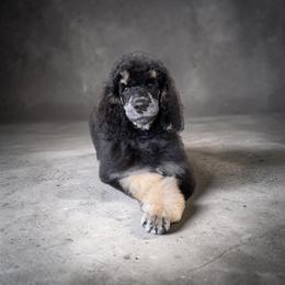 Lincoln - Phantom male Poodle puppy in Port Orange, Florida from Daytona’s Standard Poodles