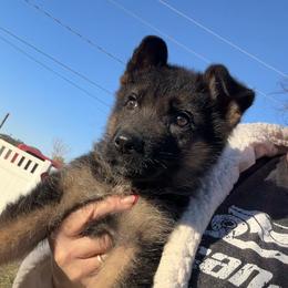 Titan - Black and red male German Shepherd puppy in Whitewater, California from Vom Haus Metzler Shepherds