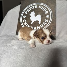 Ghost - Chocolate and white male Chihuahua puppy in Dayton, Ohio from Petite Pups