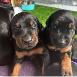 Doberman Pinscher puppies from Living Hope Dobies and Doxies