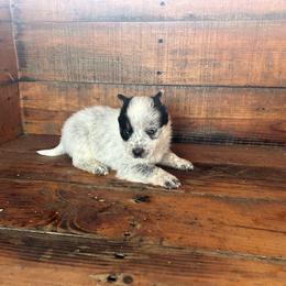 Boy 3 - Blue speckled male Australian Cattle Dog puppy in Mooresboro, North Carolina from Grog Creek Kennel