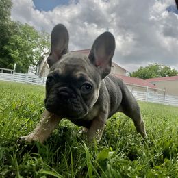 Girl 2 - Blue fawn French Bulldog puppy in Tennessee from West Tennesse Frenchies
