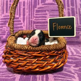 Florence (Yellow Collar) - Black and white female Cardigan Welsh Corgi puppy in Greensboro, North Carolina from Wynnewood Kennels