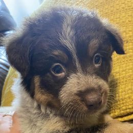 Australian Cattle Dogs from C2 Chocolate Heelers