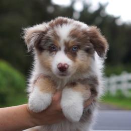 Karma - Red merle female Miniature American Shepherd puppy in Kamuela On The Big Island, Hawaii from Royal Hawaiian Aussies LLC