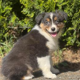 Licorice- btm5 - Black tri-color male Australian Shepherd puppy in Chehalis, Washington from Wandering Acres Ranch