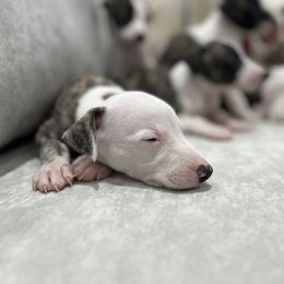 Whippet Puppies from Rainbow Whippets