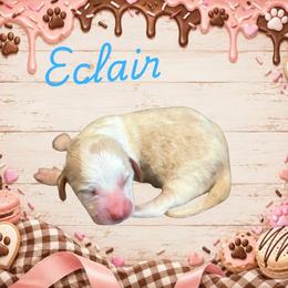 Eclair - Lemon and white male Basset Hound puppy in Oronogo, Missouri from Dutton's Show Me Farms