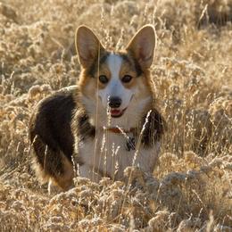 Travis - Pembroke Welsh Corgi