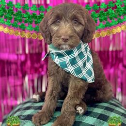 Nestle - Chocolate female Goldendoodle puppy in Tybee Island, Georgia from Castaway Doodles