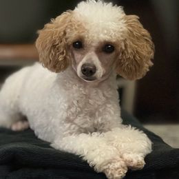 Tinker - Poodle