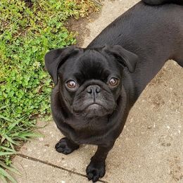 Paley - Pug