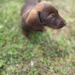 Dachshund Puppies from Crenshaw Dachshunds