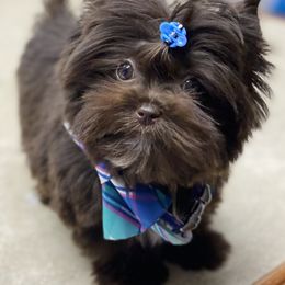 Audie - Yorkshire Terrier