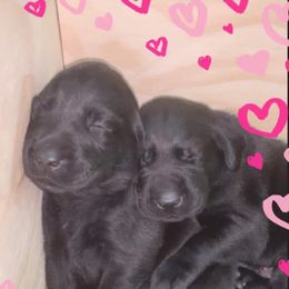 Labrador Retriever Puppies from Gun Dog Retrievers
