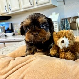 Teddy - Chocolate and tan male Yorkshire Terrier puppy in Yuma, Arizona from Yuma Yorkie