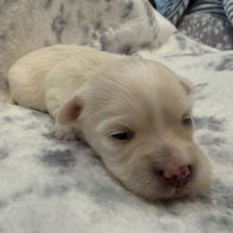Boy 3 - White male Maltipoo puppy in Dade City, Florida from Watkins Maltipoo's