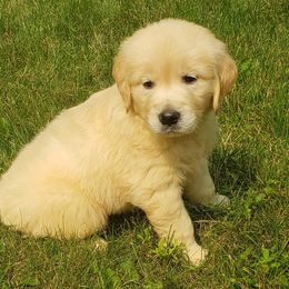 "5 Weeks Old" Goldendoodle and Golden Retriever Puppies from Servant Kennel