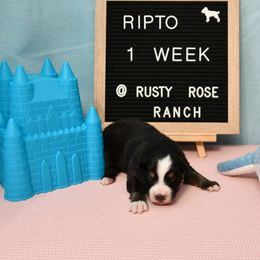 Miniature American Shepherd and Miniature Australian Shepherd Puppies from Rusty Rose Mini Aussies and Mini American Shepherds