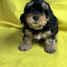 King Cullen - Black brindle male Havanese puppy in North Richland Hills, Texas from A Royal Havanese Court