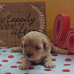 Fuzzby - Red female Cavapoo puppy in Dallas, Texas from Halo's Heroes Doodles
