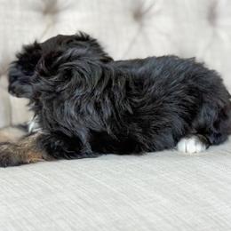 Thursday💜 - Black tri-color female Aussiedoodle puppy in Granbury, Texas from Triple Cross Doodles