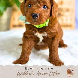 Eden - Red  female Goldendoodle puppy in Atlanta, Georgia from Teddy Puppies