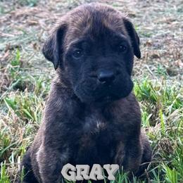 Ziggy Stardust - Brindle male Mastiff puppy in Carthage, Missouri from Mama’s Mastiffs
