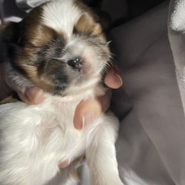 Shih Tzu Puppies from Lauri's Shih Tzus
