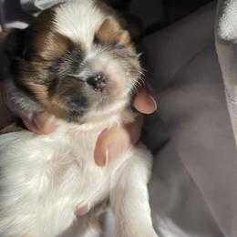 Shih Tzu Puppies from Lauri's Shih Tzus
