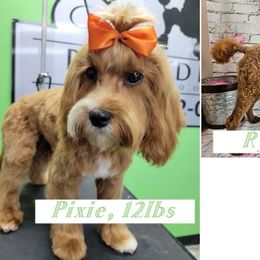 Cavapoo puppies from Perkins Pups