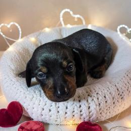 Rocky - Black and tan male Dachshund puppy in Alvin, Texas from Cosson's Dachshunds of Alvin