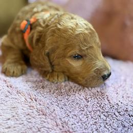 Puck - Apricot male Poodle puppy in St. Johnsbury, Vermont from Poodles of the Northern Woods