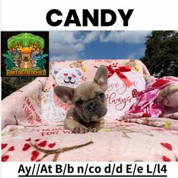 Candy - French Bulldog puppy in Titusville, Florida from Raptor Frenchies