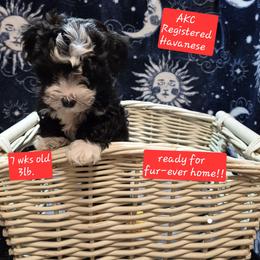 Havanese Puppies from Mimi's Havanese