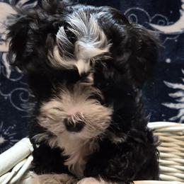 Havanese Puppies from Mimi's Havanese