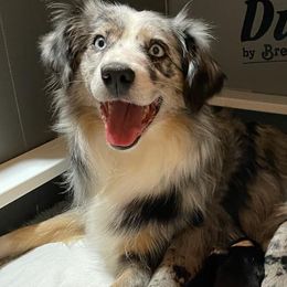 Miniature American Shepherds from Flightsong Minis