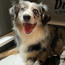 Miniature American Shepherds from Flightsong Minis