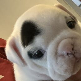 Cookies n Creme - White Bulldog puppy in Alexandria, Virginia from Stacey D’s Bulldogs