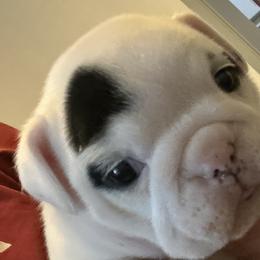 Cookies n Creme - White Bulldog puppy in Alexandria, Virginia from Stacey D’s Bulldogs