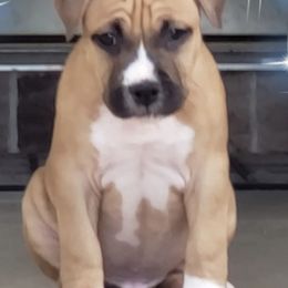 American Staffordshire Terriers from Calmaine AmStaffs