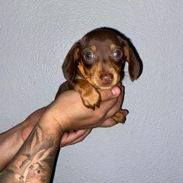 Dachshund Puppies from A&M's Dachshunds