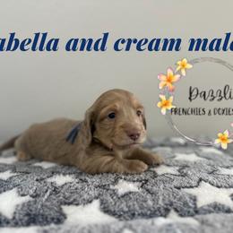 Ace - Fawn (isabella) and cream male Dachshund puppy in Kissimmee, Florida from Dazzling Frenchies and Doxies