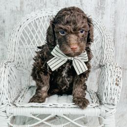 Samuel - Brown male Poodle puppy in Flint, Michigan from Anytime Doodles