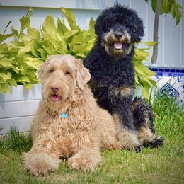 Bernedoodle All Grown Up from Sweetheart Doodles