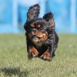 Nala - Cavalier King Charles Spaniel