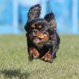 Nala - Cavalier King Charles Spaniel