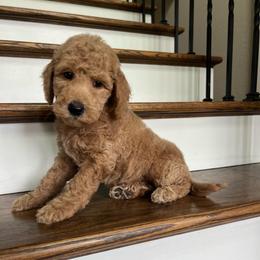 Dallas - Red  female Goldendoodle puppy in New Waverly, Texas from C.P. Puppy Buddies