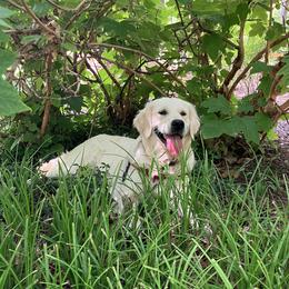 Harley - Golden Retriever
